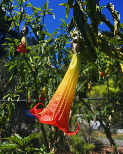 Angel trumpet tree (Brugmansia sanguinea) displaying hanging scarlet-red and yellow trumpet-shaped flowers among green leaves in an ornamental garden.