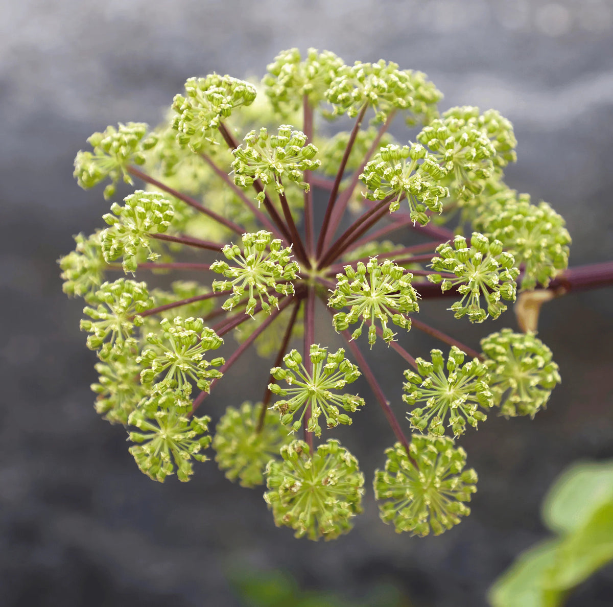 Angelica archangelica official herb plant with large green divided leaves, sturdy stems, and rounded clusters of greenish-white flowers growing in a traditional herb garden.