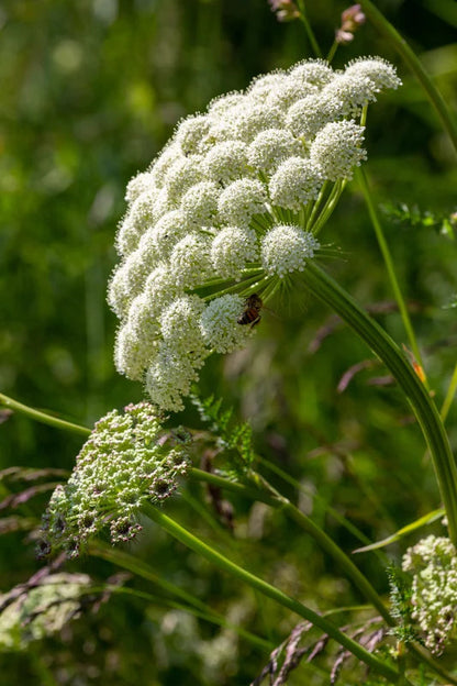 Oregon Coast Angelica (Angelica hendersonii) showing divided green foliage, sturdy flowering stems, and clusters of small white flowers in a coastal native plant habitat.