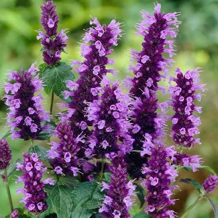 

Purple Anise Hyssop Herb Seeds for Planting