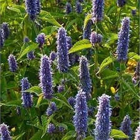 Anise Hyssop Growing in a Sunny Pollinator Garden