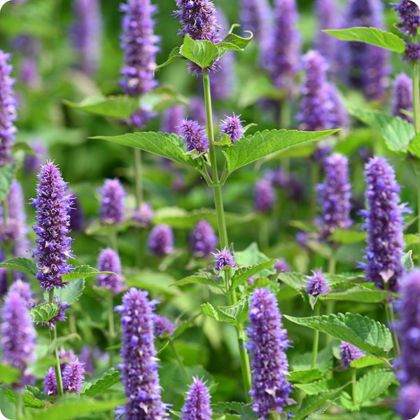 Anise Hyssop Herb Seeds for Planting – Heirloom Non-GMO Garden Seeds