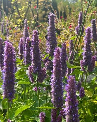 Anise Hyssop Growing in a Sunny Pollinator Garden