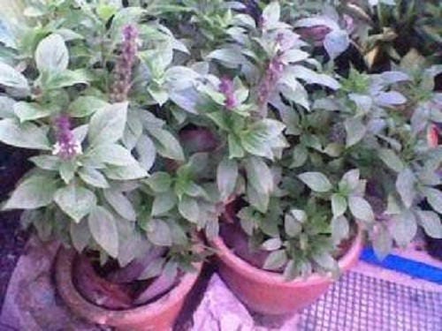 Anise Persian Basil Herb Seeds for Planting – Heirloom Non-GMO Garden Seeds