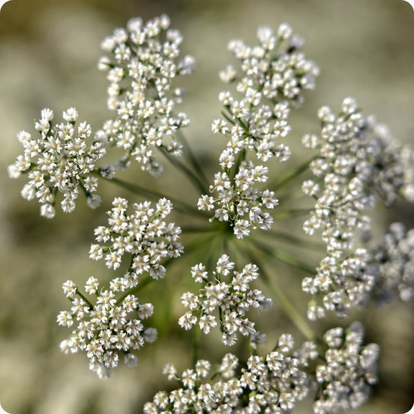 Anise Herb Seeds for Planting – Heirloom Non-GMO Garden Seeds