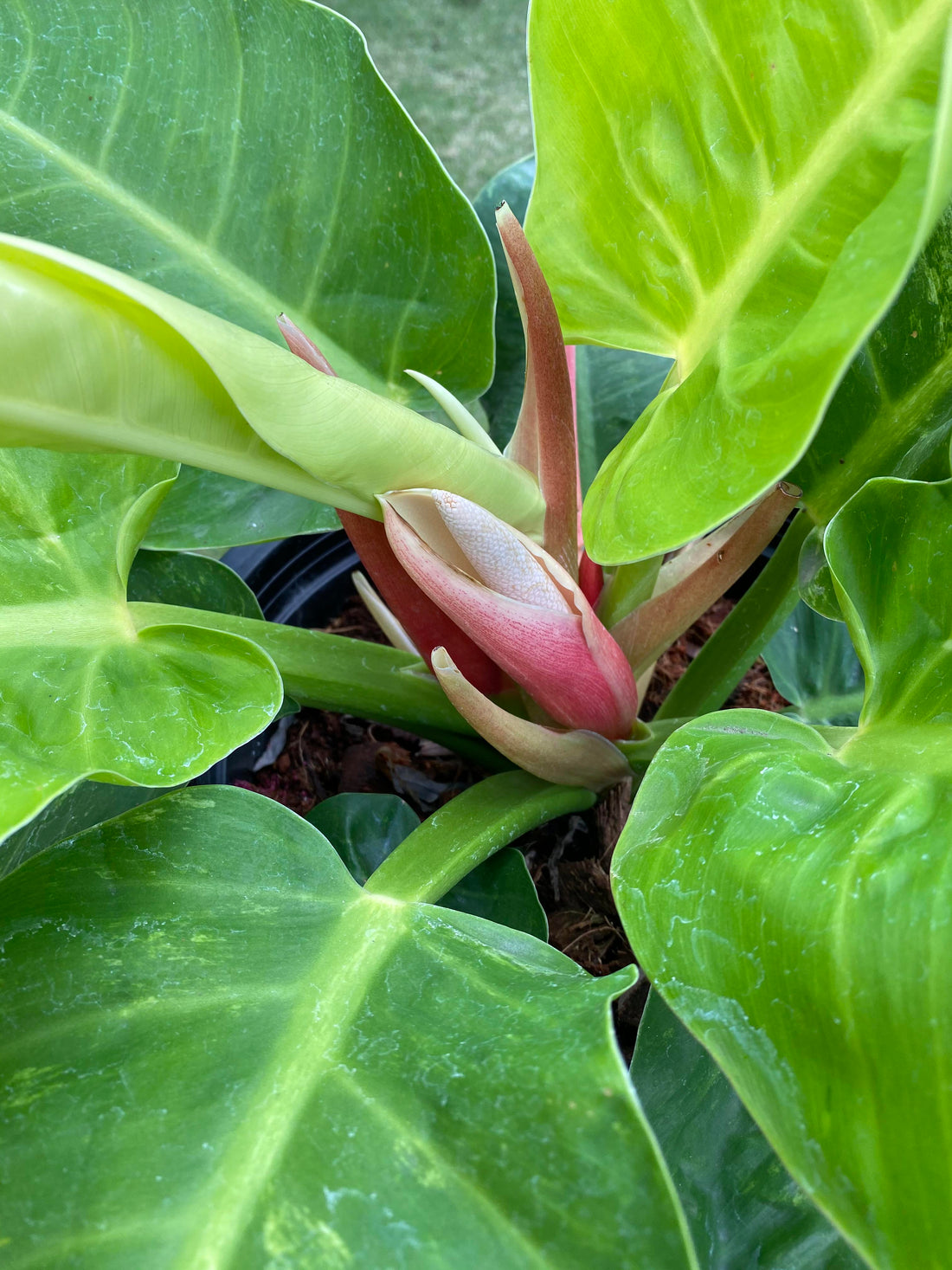 Philodendron flower seeds