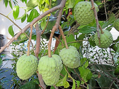 Annona cherimola Fruit Seeds for Planting – Heirloom Cherimoya Tree Seeds