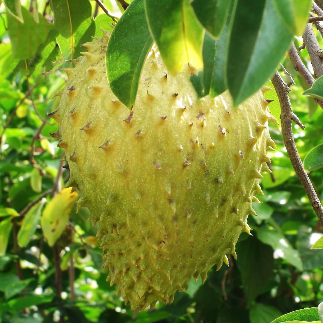 Giant soursop fruit seeds for planting – heirloom tropical garden variety