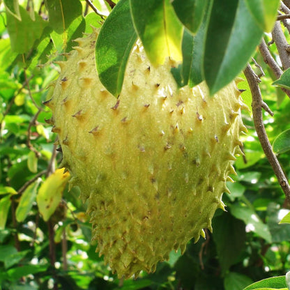 Giant soursop fruit seeds for planting – heirloom tropical garden variety