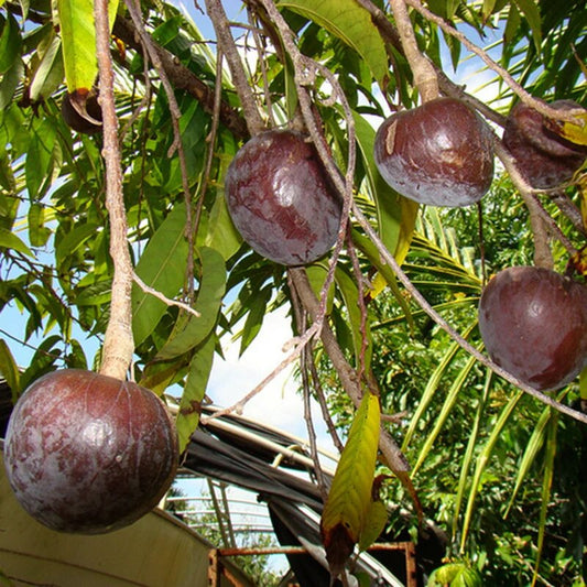 Ramphal fruit seeds for planting, Annona reticulata tropical fruit tree seeds