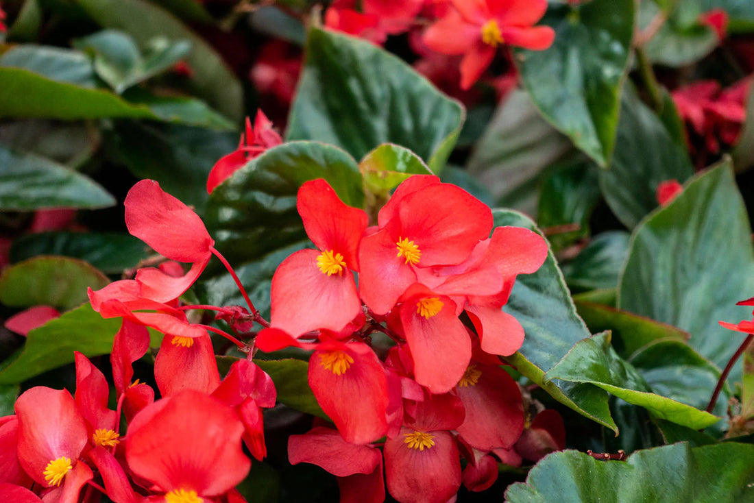 Begonia flower seeds