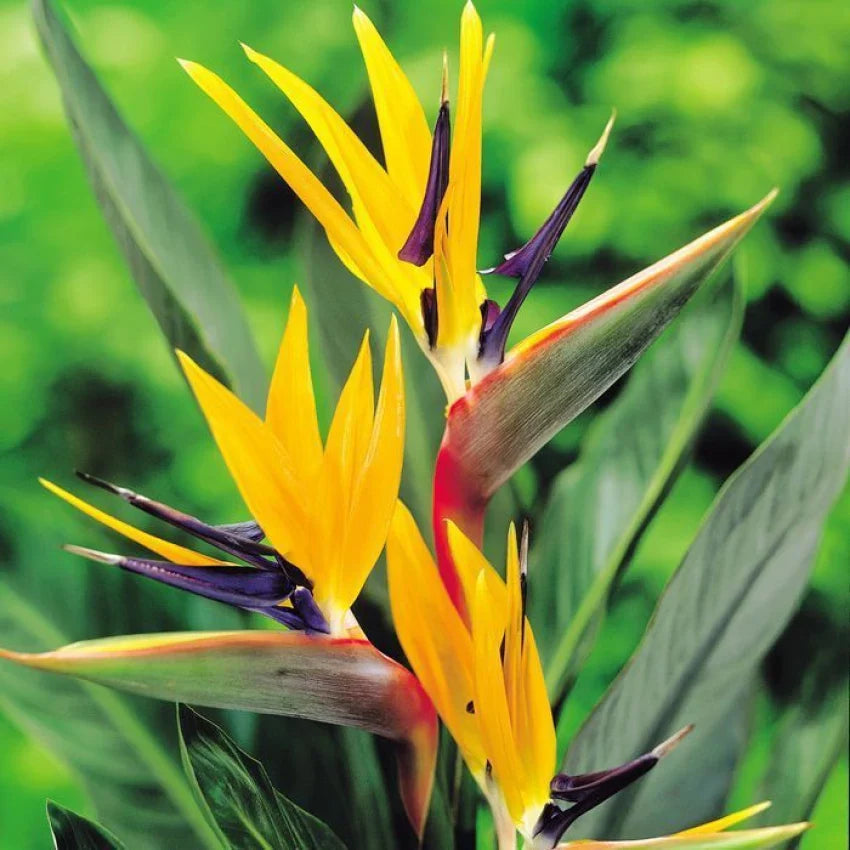 Yellow Green flower seeds