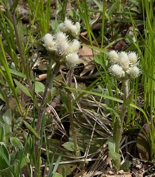 Antennaria Seeds