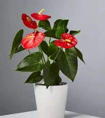 Anthurium Andraeanu flower seeds