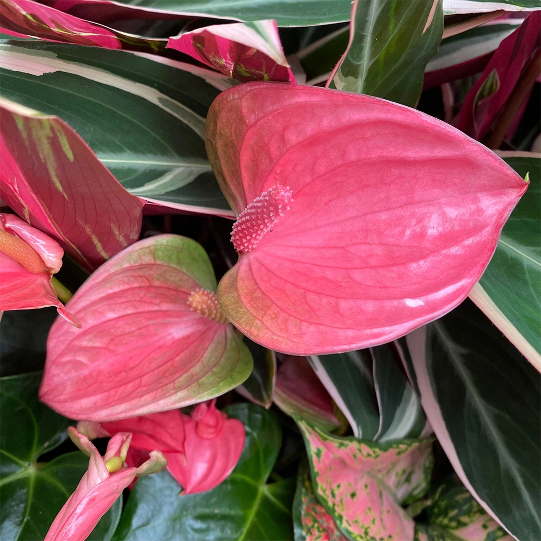 Pink Anthurium flower seeds