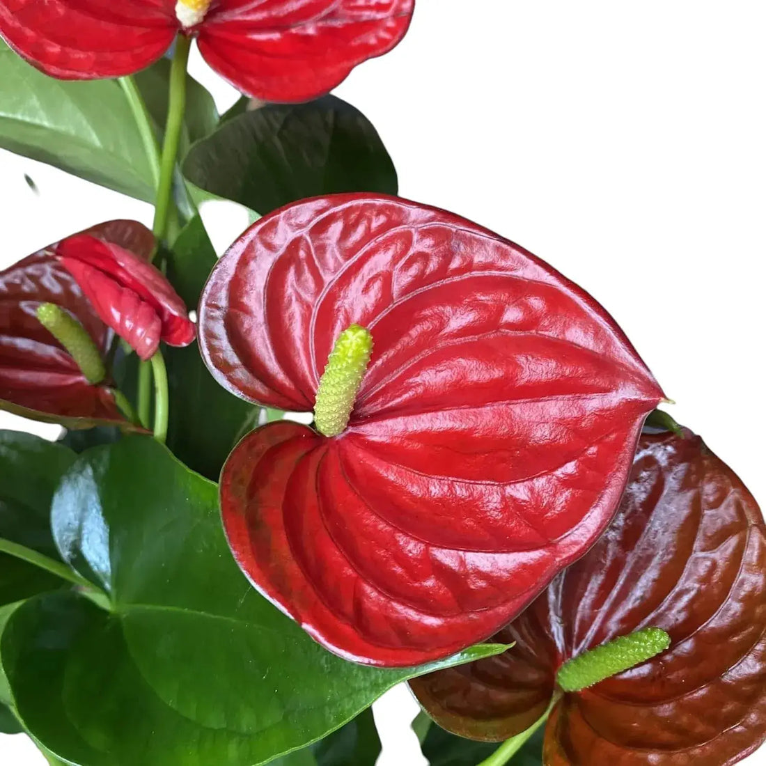 Red Anthurium flower seeds