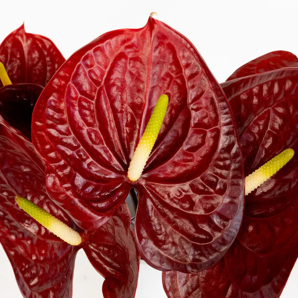 Dark Brown flower seeds