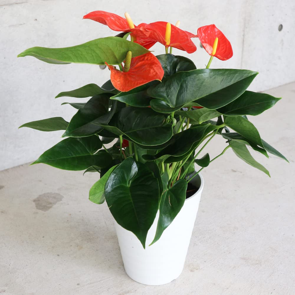 Orange Green flower seeds