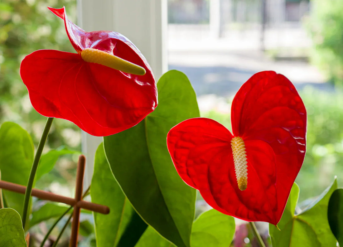 Light Red flower seeds