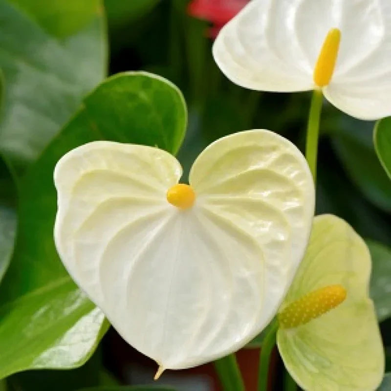 Yellow Anthurium flower seeds