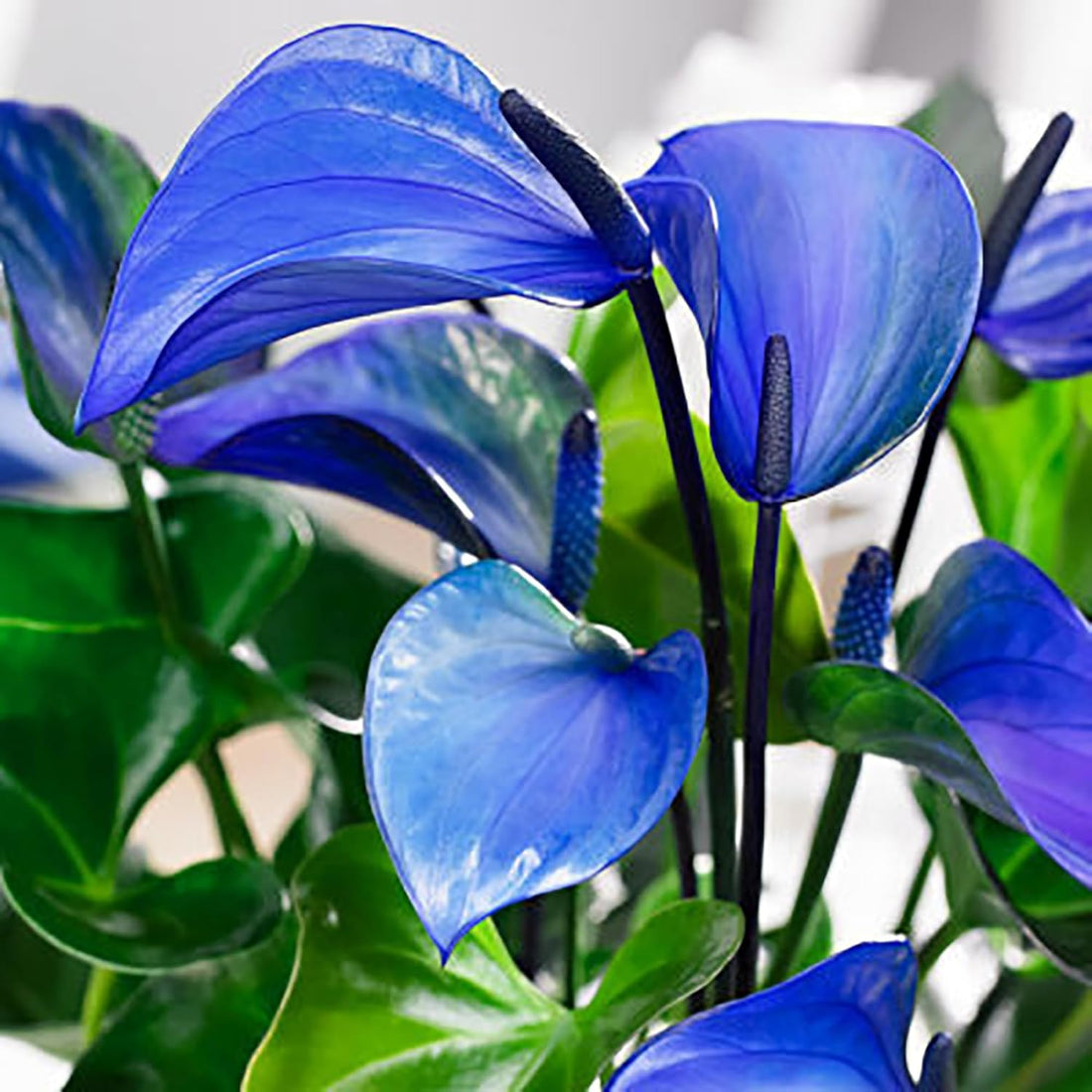 Sky Blue flower seeds
