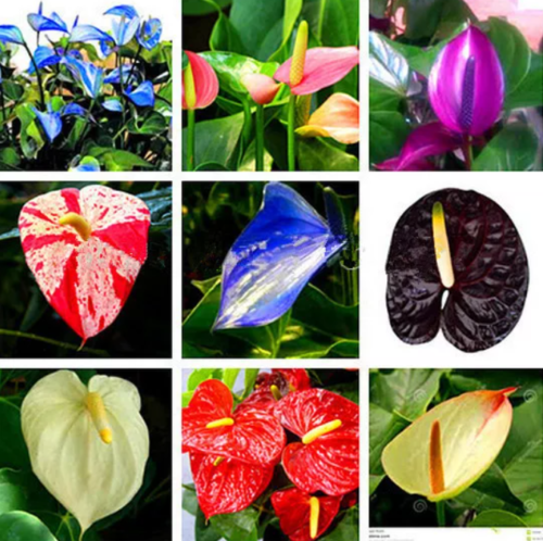 Anthurium flower seeds