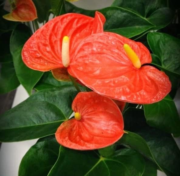 Orange Anthurium flower seeds
