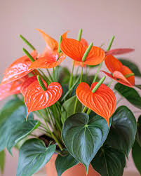Orange Anthurium flower seeds