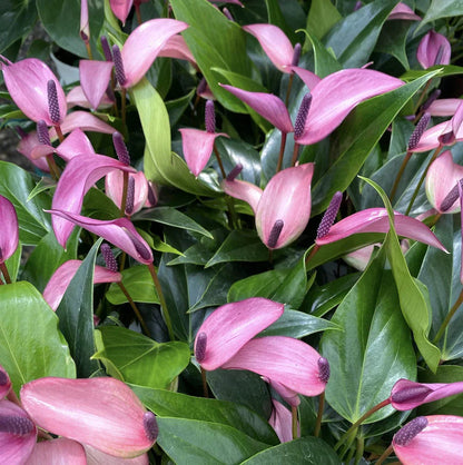 Violet Anthurium flower seeds