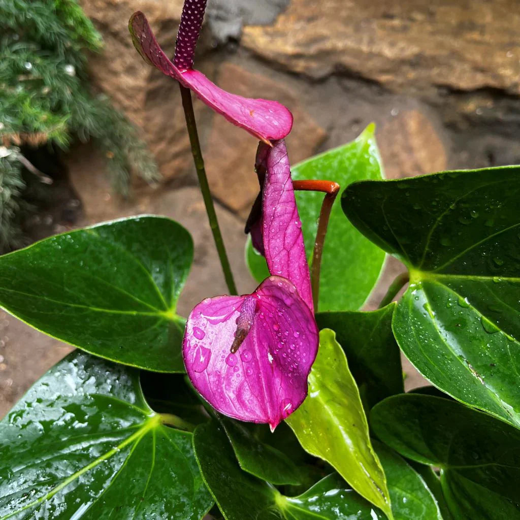 Violet Anthurium flower seeds