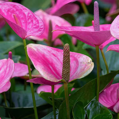 Anthurium Cavalli plant