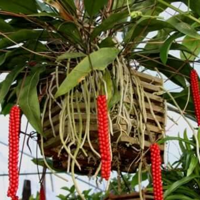 Anthurium Red Pearl plant