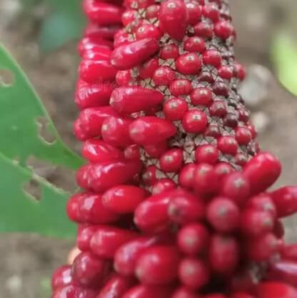 Anthurium Red Pearl plant