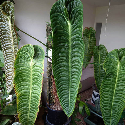 Anthurium Veitchii plant