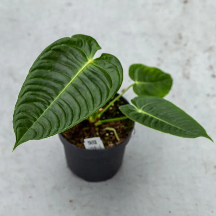 Anthurium Veitchii plant