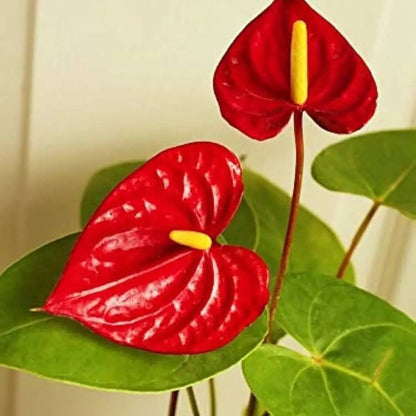 Anthurium andraeanum plant