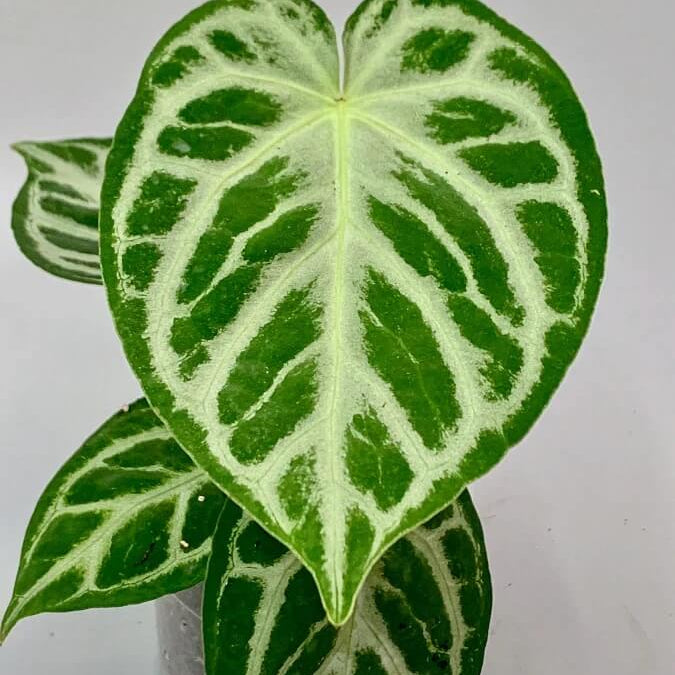 crystallinum Silver Queen plant