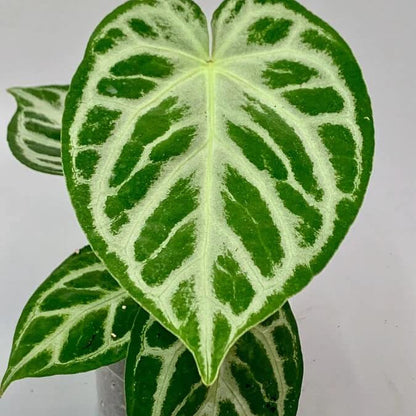 crystallinum Silver Queen plant