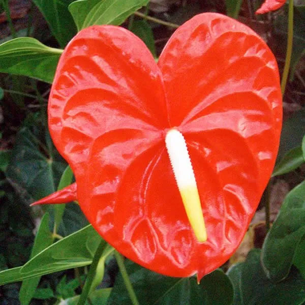 Red Anthurium flower seeds