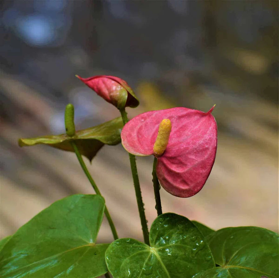 Pink Andraeanu flower seeds