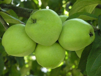 Antonovka Apple Seeds for Planting – Heirloom Non-GMO Garden Seeds