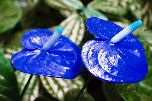 Blue Anthurium flower seeds