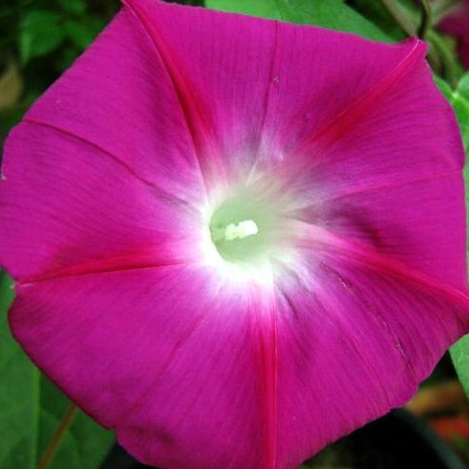 Rambler Morning Glory plant