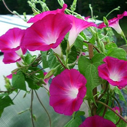 Rambler Morning Glory plant
