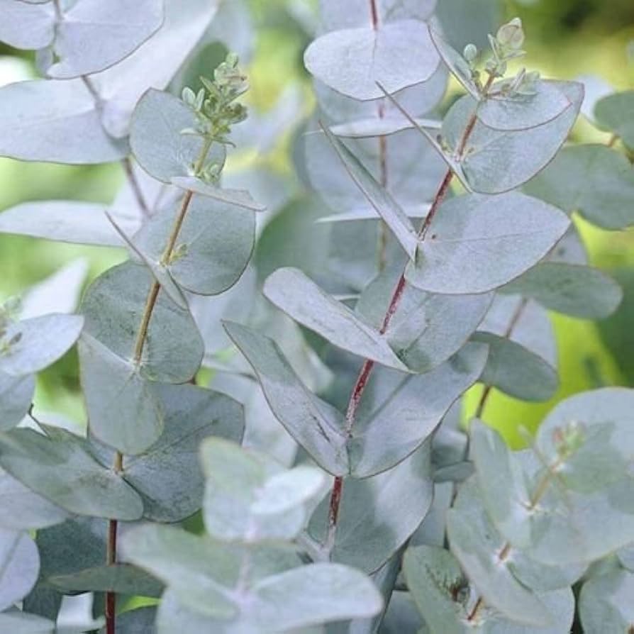 eucalyptus gunnii seeds