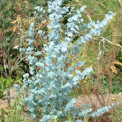 Apple Cider Eucalyptus Tree Seeds for Planting – Eucalyptus gunnii Cider Gum
