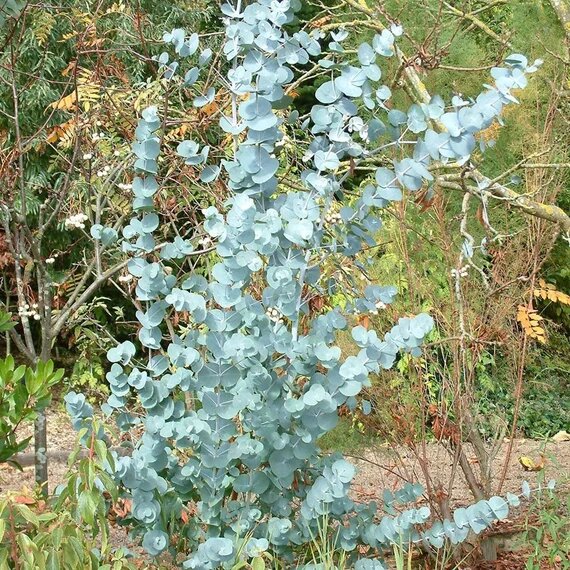 Apple Cider Eucalyptus Tree Seeds for Planting – Eucalyptus gunnii Cider Gum