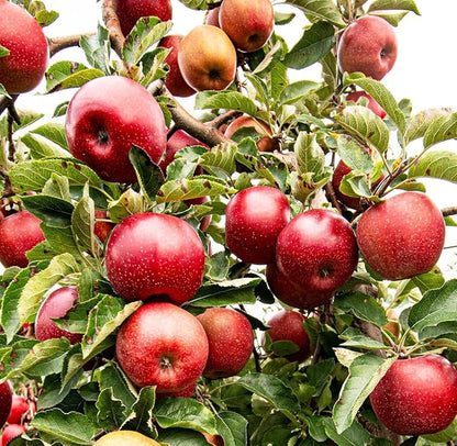 Apple Malus domestica Fruit Seeds for Planting – Heirloom Apple Tree Seeds