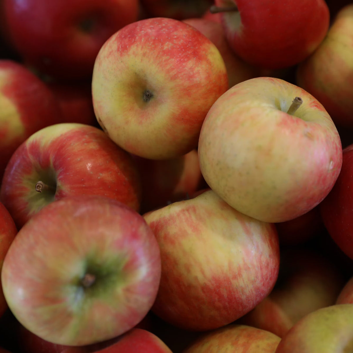 Red and Yellow Apple Fruit Seeds for Planting with Growing Apple Tree
