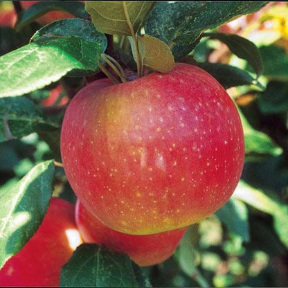 Pink and Yellow Apple Seeds for Planting – Heirloom Non-GMO Garden Seeds